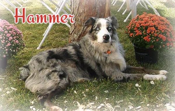 /Images/uploads/Animal Control  Welfare Project/PrettiestPetContest/entries/6337thumb.jpg